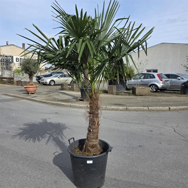 Hanfpalme "Trachycarpus Fortunei" (Nr.4) 70cm Stammhöhe - 200cm hoch