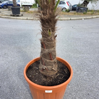 Hanfpalme "Trachycarpus Fortunei" (Nr.4) 70cm...
