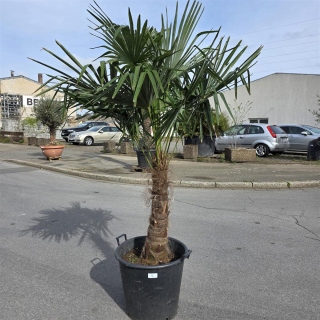 Hanfpalme "Trachycarpus Fortunei" (Nr.4) 70cm...