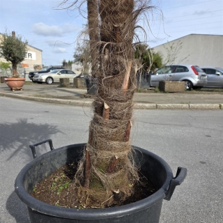 Hanfpalme "Trachycarpus Fortunei" (Nr.4) 70cm Stammhöhe - 200cm hoch