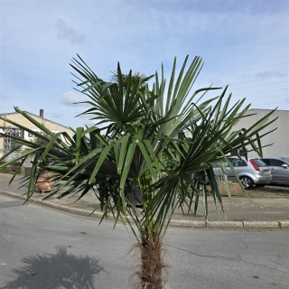 Hanfpalme "Trachycarpus Fortunei" (Nr.4) 70cm Stammhöhe - 200cm hoch