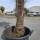 Hanfpalme "Trachycarpus Fortunei" (Nr.4) 70cm Stammhöhe - 200cm hoch