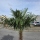 Hanfpalme "Trachycarpus Fortunei" (Nr.4) 70cm Stammhöhe - 200cm hoch