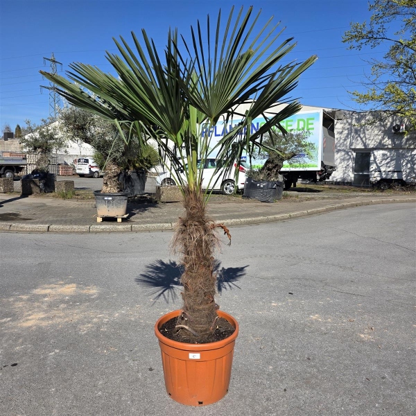 Hanfpalme "Trachycarpus Fortunei" (Nr.5) 90cm Stammhöhe - 220cm hoch