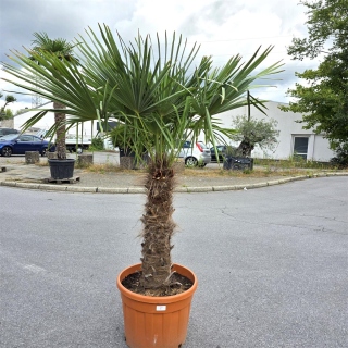 Hanfpalme "Trachycarpus Fortunei" (Nr.5) 90cm...