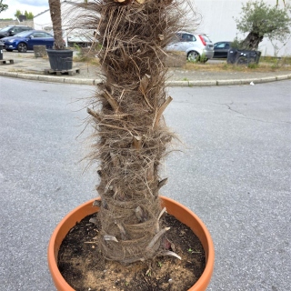 Hanfpalme "Trachycarpus Fortunei" (Nr.5) 90cm...