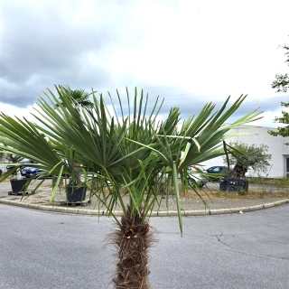 Hanfpalme "Trachycarpus Fortunei" (Nr.5) 90cm Stammhöhe - 210cm hoch