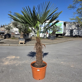 Hanfpalme "Trachycarpus Fortunei" (Nr.5) 90cm Stammhöhe - 220cm hoch