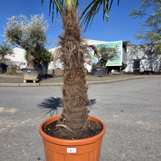 Hanfpalme "Trachycarpus Fortunei" (Nr.5) 90cm Stammhöhe - 220cm hoch