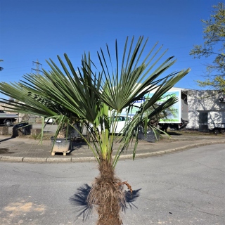 Hanfpalme "Trachycarpus Fortunei" (Nr.5) 90cm Stammhöhe - 220cm hoch