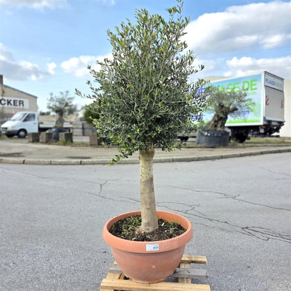 Olivenbaum "Olea Europaea" 25/30cm Stammu. 140cm hoch
