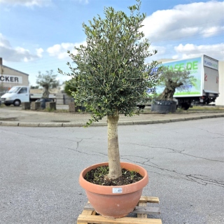 Olivenbaum "Olea Europaea" 25/30cm Stammu....