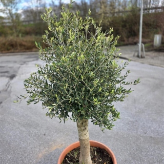 Olivenbaum "Olea Europaea" 25/30cm Stammu....