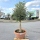 Olivenbaum "Olea Europaea" 25/30cm Stammu. 140cm hoch