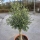 Olivenbaum "Olea Europaea" 25/30cm Stammu. 140cm hoch