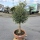 Olivenbaum "Olea Europaea" 25/30cm Stammu. 140cm hoch