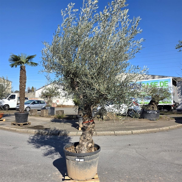 Olivenbaum "Olea Europaea" Hojiblanca (Nr. 2) 70-90cm Stammu.