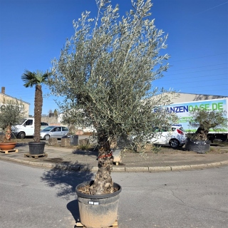 Olivenbaum "Olea Europaea" Hojiblanca (Nr. 2) 70-90cm Stammu.