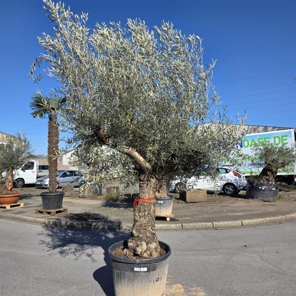 Olivenbaum "Olea Europaea" Hojiblanca (Nr. 3) 70-100cm Stammu.