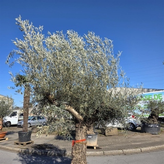 Olivenbaum "Olea Europaea" Hojiblanca (Nr. 3) 70-100cm Stammu.