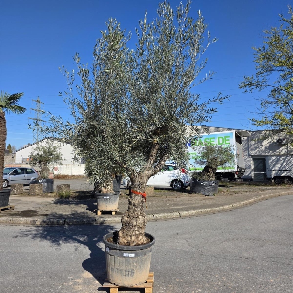 Olivenbaum "Olea Europaea" Hojiblanca (Nr. 4) 70-100cm Stammu.