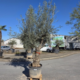 Olivenbaum "Olea Europaea" Hojiblanca (Nr. 4)...