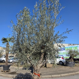 Olivenbaum "Olea Europaea" Hojiblanca (Nr. 4) 70-100cm Stammu.