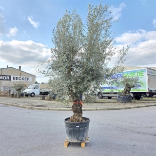 Olivenbaum "Olea Europaea" Hojiblanca (Nr. 5)...