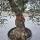 Olivenbaum "Olea Europaea" Hojiblanca (Nr. 5) 60-80cm Stammu.