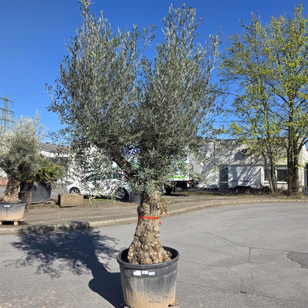 Olivenbaum "Olea Europaea" Hojiblanca (Nr. 6) 70-100cm Stammu.