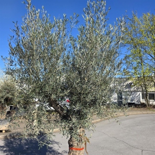 Olivenbaum "Olea Europaea" Hojiblanca (Nr. 6) 70-100cm Stammu.
