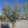 Olivenbaum "Olea Europaea" Hojiblanca (Nr. 6) 70-100cm Stammu.