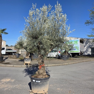 Olivenbaum "Olea Europaea" Hojiblanca (Nr. 7)...