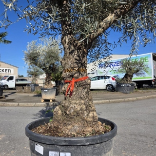 Olivenbaum "Olea Europaea" Hojiblanca (Nr. 7) 70-100cm Stammu.