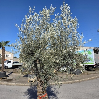 Olivenbaum "Olea Europaea" Hojiblanca (Nr. 7) 70-100cm Stammu.
