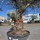 Olivenbaum "Olea Europaea" Hojiblanca (Nr. 7) 70-100cm Stammu.