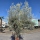 Olivenbaum "Olea Europaea" Hojiblanca (Nr. 7) 70-100cm Stammu.