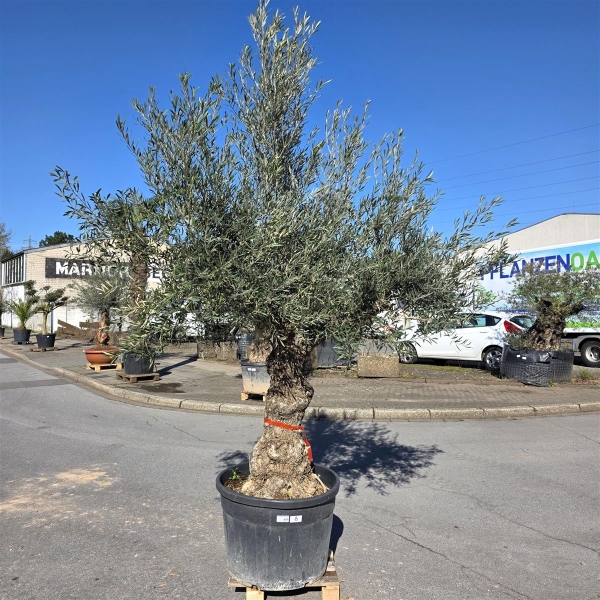 Olivenbaum "Olea Europaea" Hojiblanca (Nr. 8) 70-100cm Stammu.