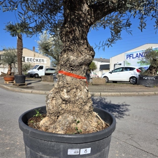 Olivenbaum "Olea Europaea" Hojiblanca (Nr. 8) 70-100cm Stammu.