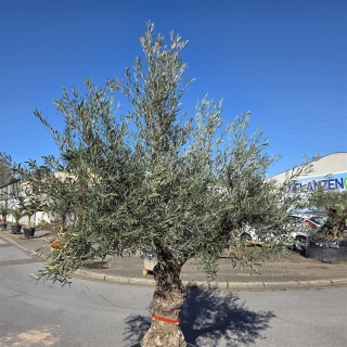 Olivenbaum "Olea Europaea" Hojiblanca (Nr. 8) 70-100cm Stammu.
