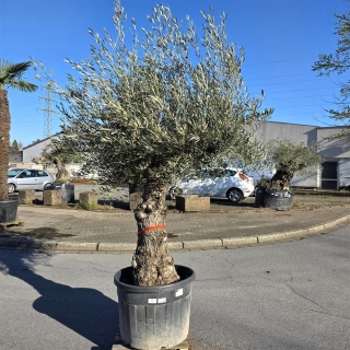 Olivenbaum "Olea Europaea" Hojiblanca (Nr. 9)...