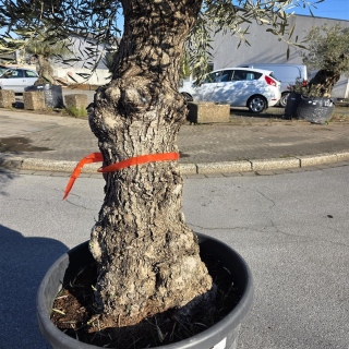 Olivenbaum "Olea Europaea" Hojiblanca (Nr. 9) 70-100cm Stammu.