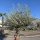 Olivenbaum "Olea Europaea" Hojiblanca (Nr. 9) 70-100cm Stammu.