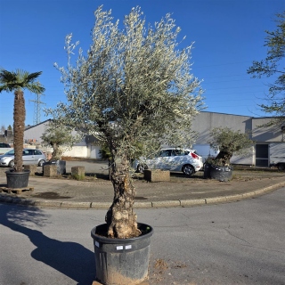 Olivenbaum "Olea Europaea" Hojiblanca (Nr. 10)...