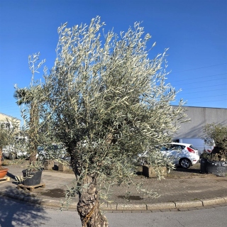 Olivenbaum "Olea Europaea" Hojiblanca (Nr. 10) 70-90cm Stammu.