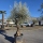 Olivenbaum "Olea Europaea" Hojiblanca (Nr. 10) 70-90cm Stammu.