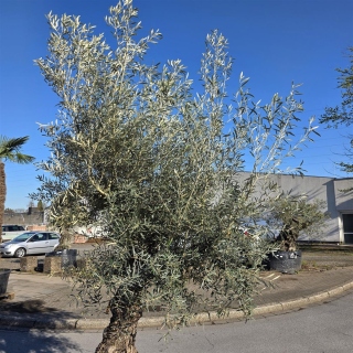 Olivenbaum "Olea Europaea" Hojiblanca (Nr. 11) 70-100cm Stammu.