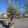 Olivenbaum "Olea Europaea" Hojiblanca (Nr. 11) 70-100cm Stammu.