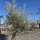 Olivenbaum "Olea Europaea" Hojiblanca (Nr. 11) 70-100cm Stammu.