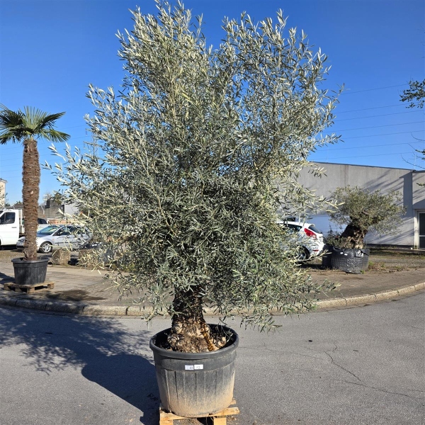 Olivenbaum "Olea Europaea" Hojiblanca (Nr. 12) 70-90cm Stammu.